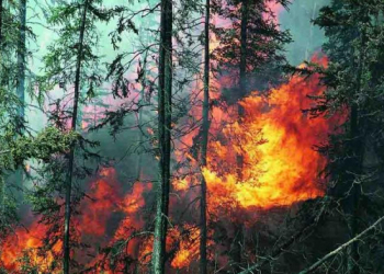 Armenians destroyed more than 54 hectares of forest