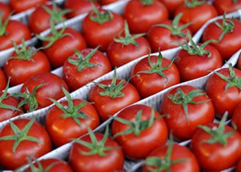 800 tonnes of tomatoes exported from Azerbaijan to Kazakhstan within two months
